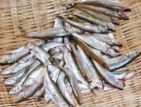 小鱼怎么处理最好 c106a75980b3409e96d0e3a2fb097b13.jpeg