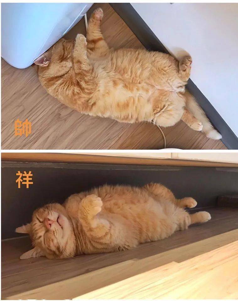 别把两只橘猫放一起养，因为肥橘的胖真的会传染