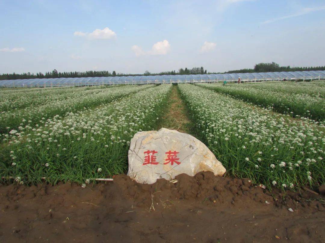 阳光洒满希望的田野五图街道方山庵上湖片区全方位打造乡村振兴先行区