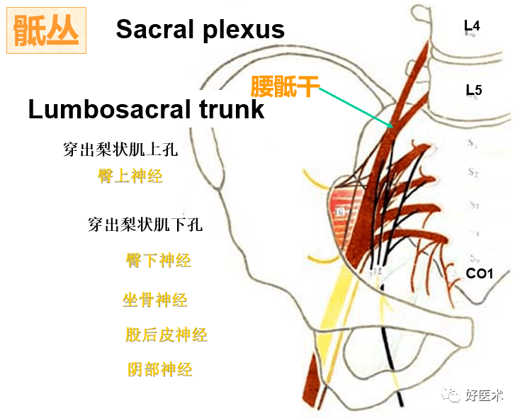 临床必备知识:神经系统体表定位标准!