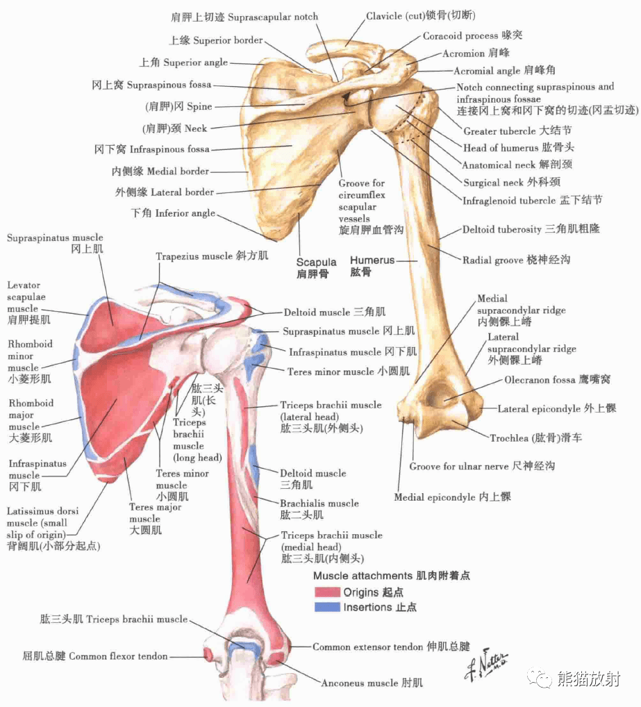 解剖丨上肢(锁骨,肩关节,肩袖,上臂肌群,臂丛)