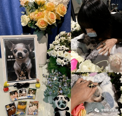 宝宝|狗老婆带两个女儿亲吻告别,画面让人感动……吉娃娃睡梦中离世