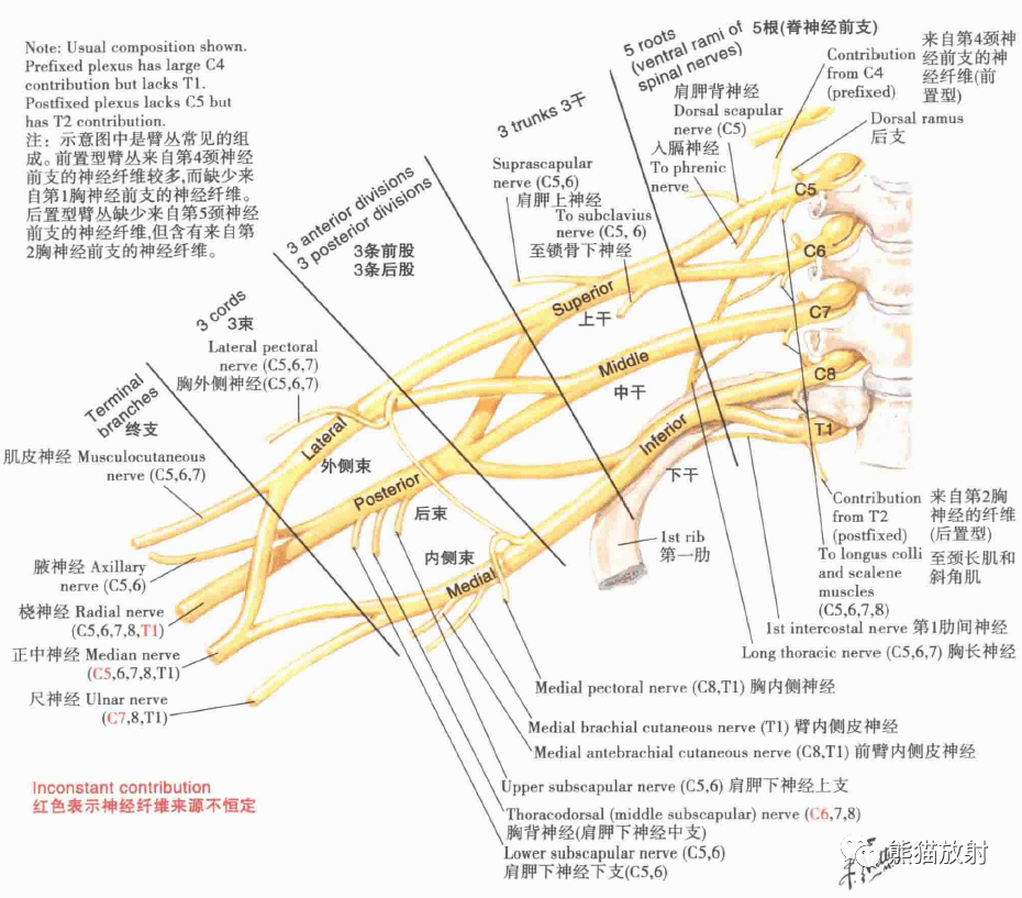 解剖丨上肢(锁骨,肩关节,肩袖,上臂肌群,臂丛)