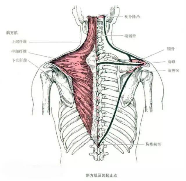 2,背阔肌的解剖