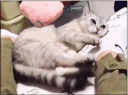 猫咪:铲屎的,快来帮忙!