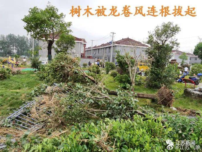 大树|扬州高邮地区遭遇龙卷风，大树被连根拔起！未来几天天气依然一言难尽