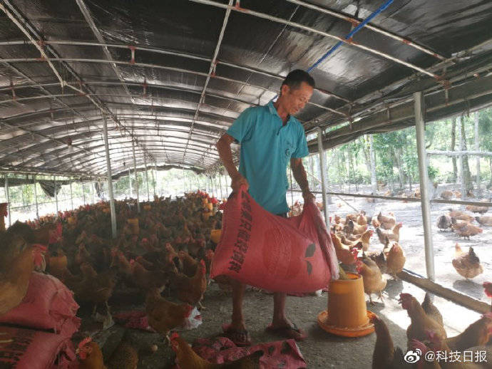 鸡舍|文昌鸡上做文章，贫困户一期拿了4万元
