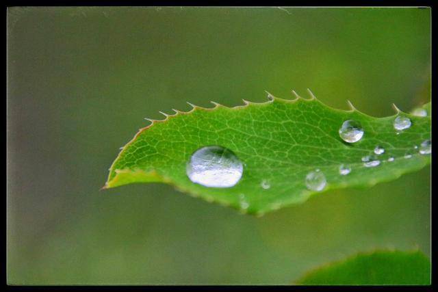 游乡村风光,雨后看露珠在草尖上闪烁着晶莹的光泽.