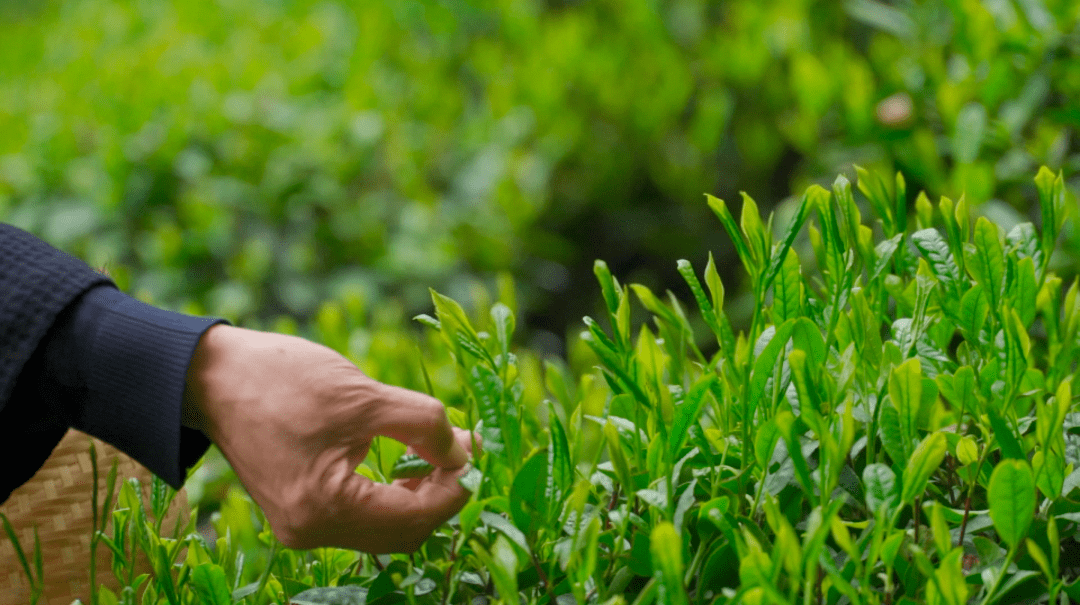 叶质肥厚茶树是独山小叶种是一种非常特殊的绿茶形似瓜子六安瓜片瓜片