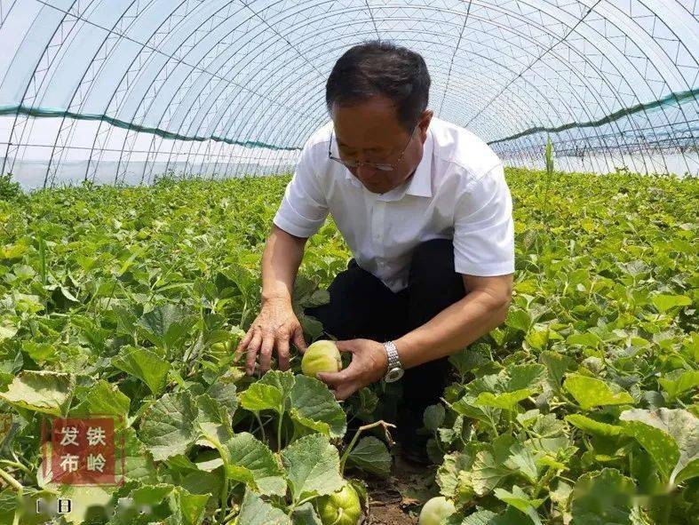 柳条村的香瓜能吃出30年前的瓜味儿