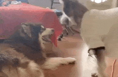 388_256gif 动态图 动图