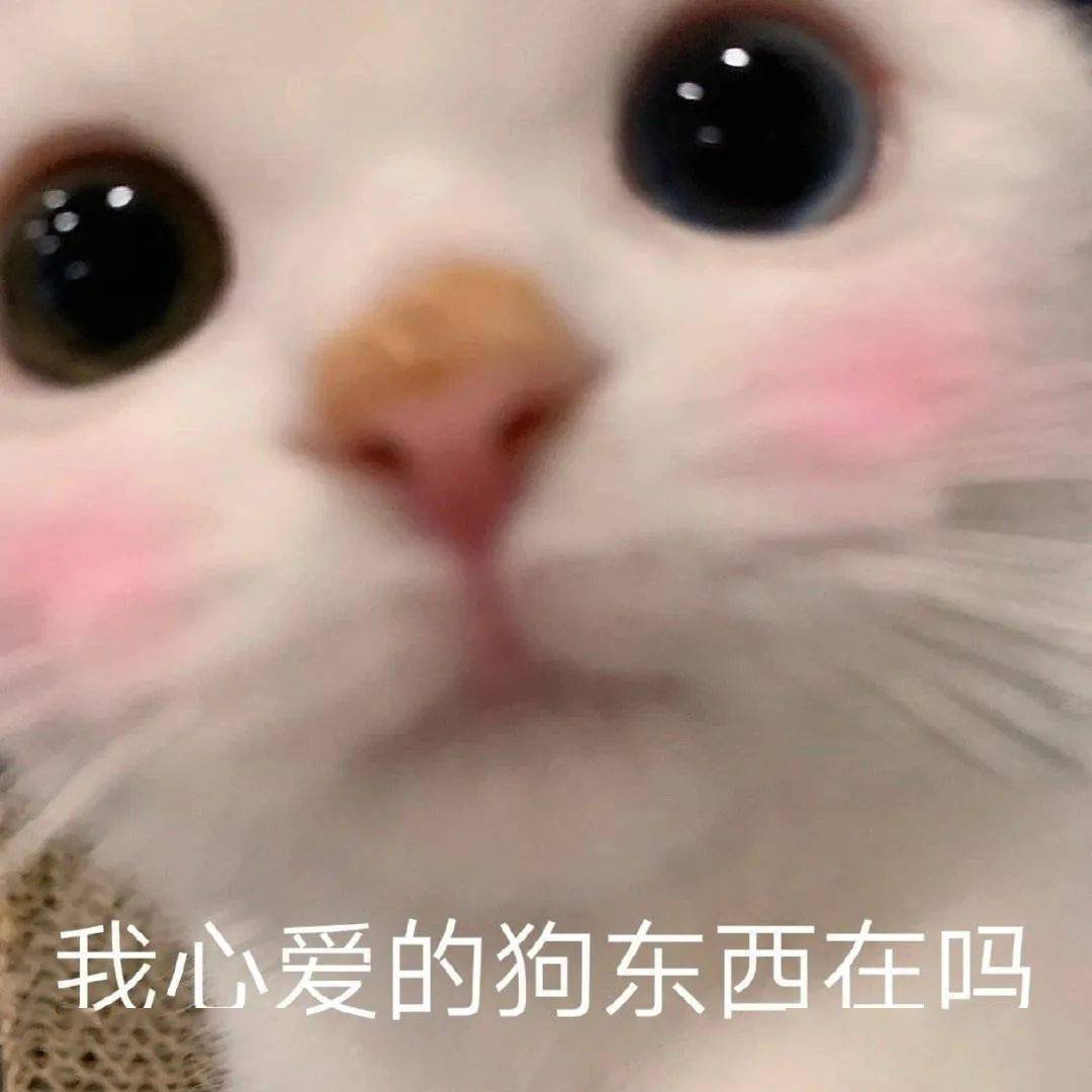 网红猫咪 | 小奶猫蛋崽表情包(二)