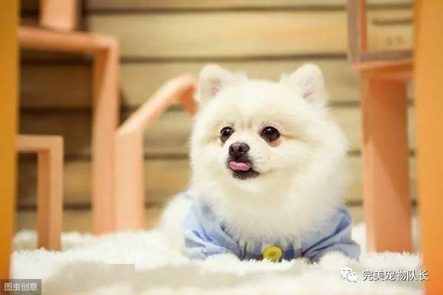 新手适合养什么品种的萌犬 8d8384ed560d46deb6e3d3dc9ff02e00.jpeg