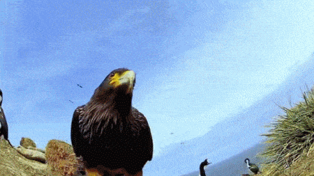 富有自愈功能的大自然动态.