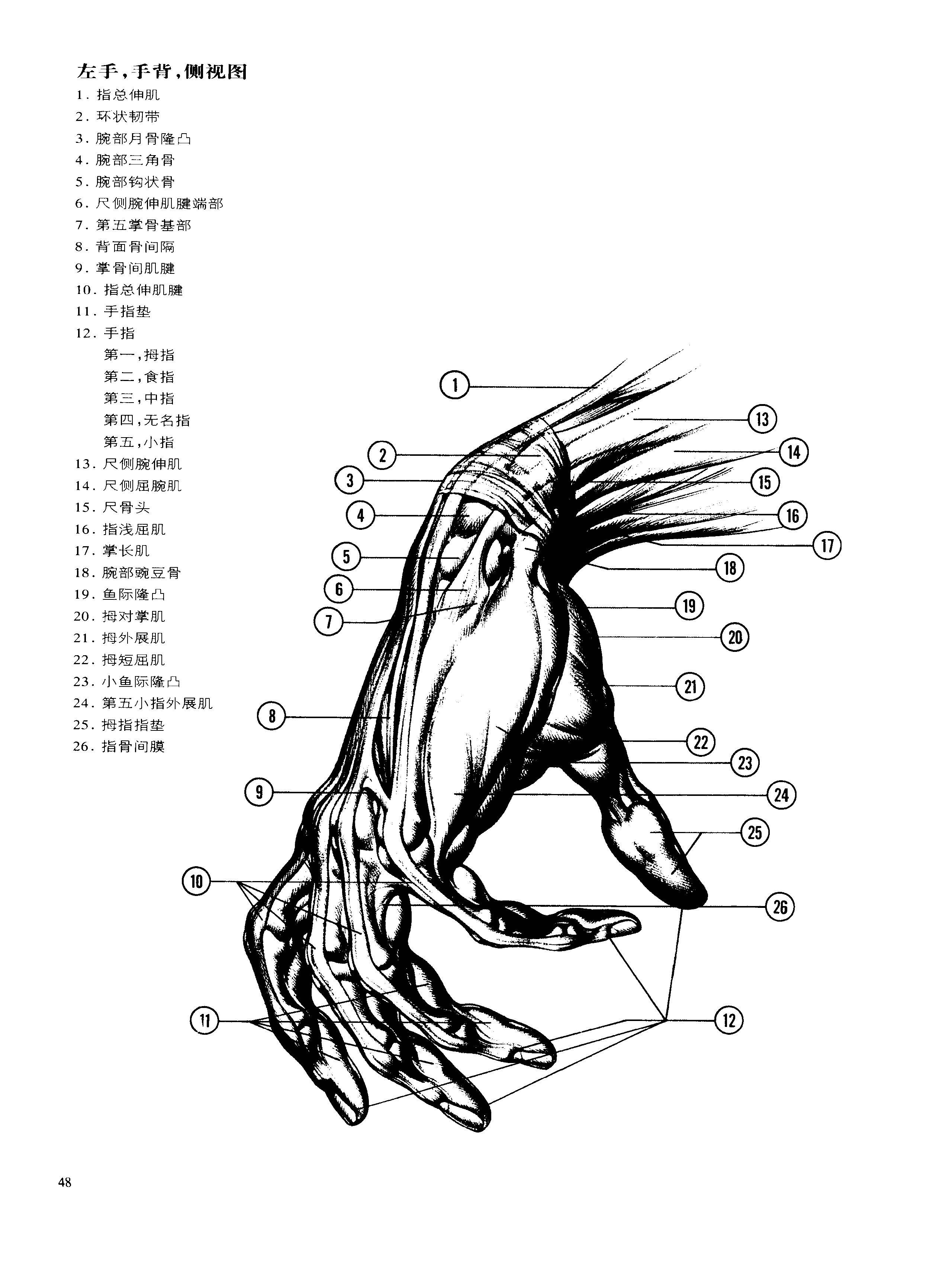 动态素描·手部结构 解剖与结构 伯恩霍加思