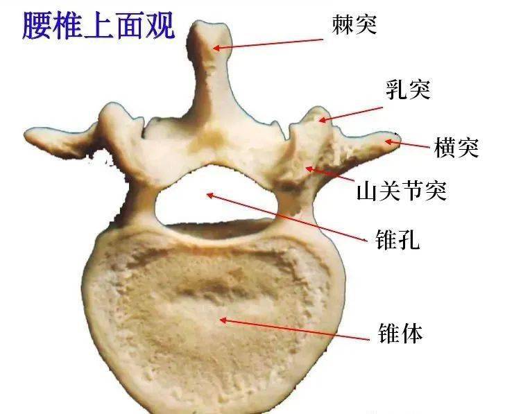 腰椎浮肋在 t11-t12-邻近节段更易损伤-t11 l