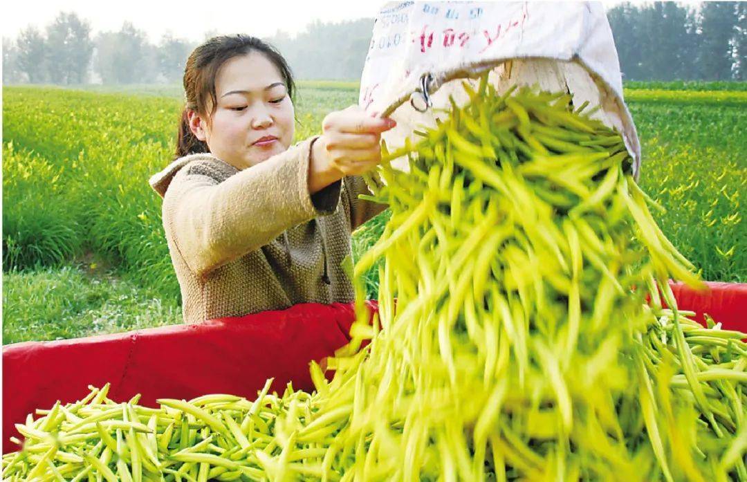 【温暖的回响】树品牌为黄花插上翅膀 ——小黄花大产业系列报道之四