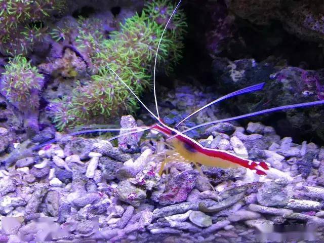 清洁虾海缸里不可少的鱼医生