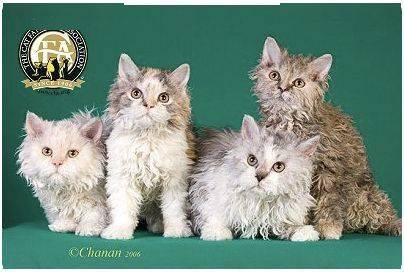 cfa猫会:认证的这 46 个品种猫,包含 3 个考察期品种.