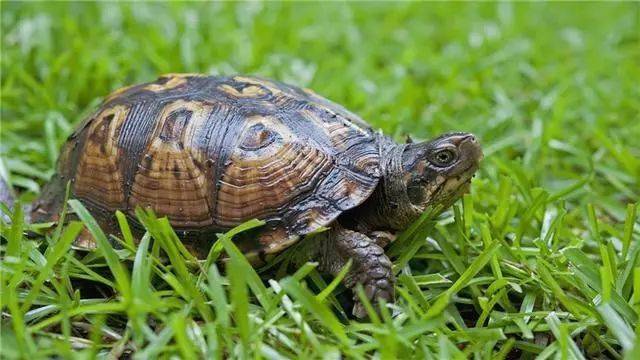 乌龟为什么不吃食物也能活很久 4a81f89e4e5e4b799a1451be3b62b2e7.jpeg