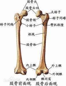 股骨和髋骨结合的地方形成髋关带,从人体正面看就是股沟所在的地方,也