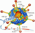 腺病毒 腺病毒是一种无包膜的球型结构的病毒,遗传物质为线型双股dna