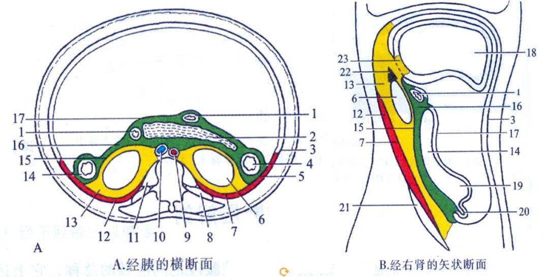 腹膜后分为肾旁前间隙(绿色),肾周间隙(黄色),肾旁后间隙(红色)