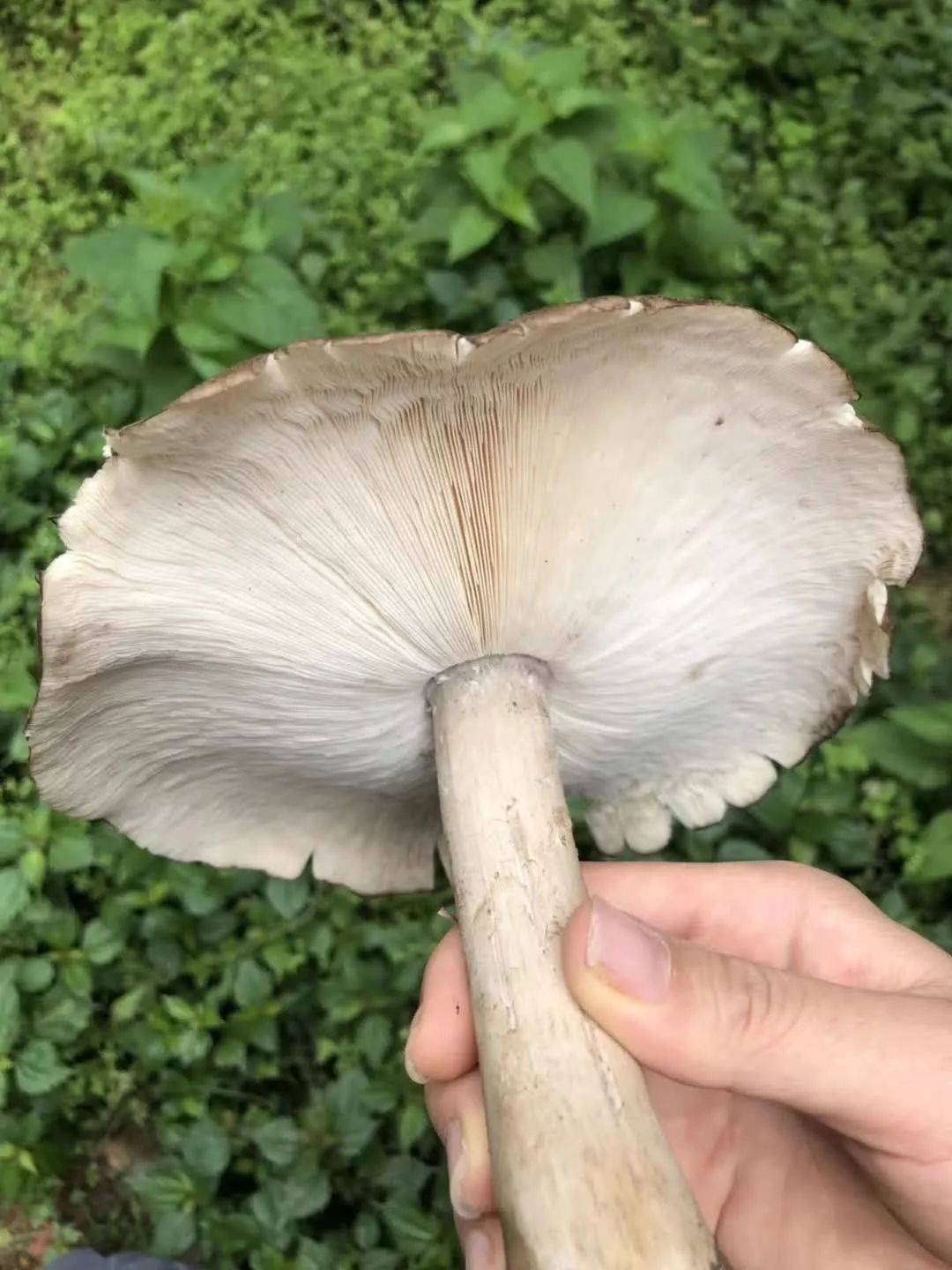 平放在装斗鸡菇的篮子或袋子用手轻轻的扯起来,把多余的泥巴弄掉也不