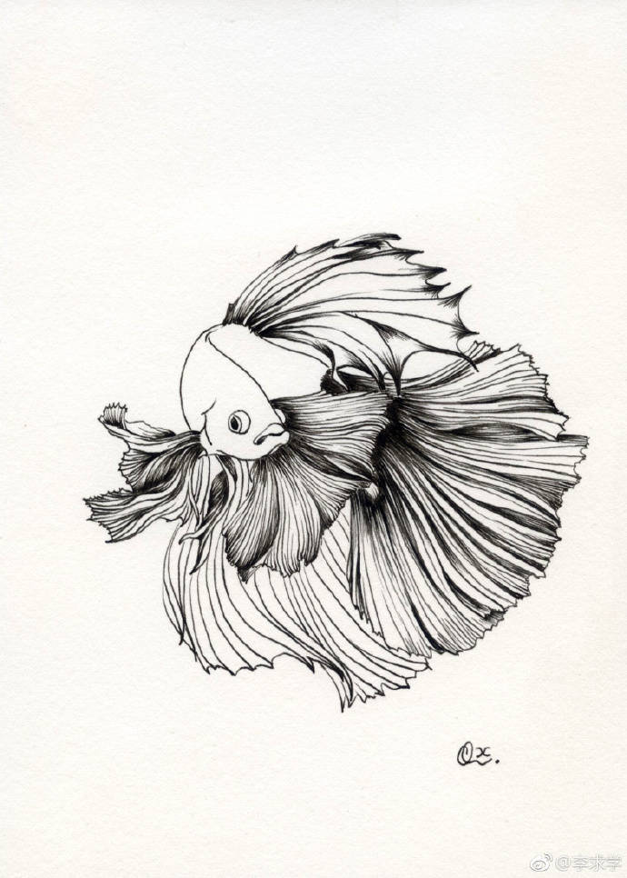 黑白钢笔画 | 鱼