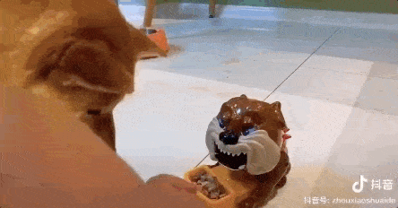 铲屎官给狗子买了个玩具,却把狗子吓尿了哈哈哈!