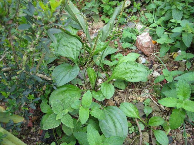 农村随处可见的驴耳朵草,却是农村人爱吃的野菜,夏季的美味