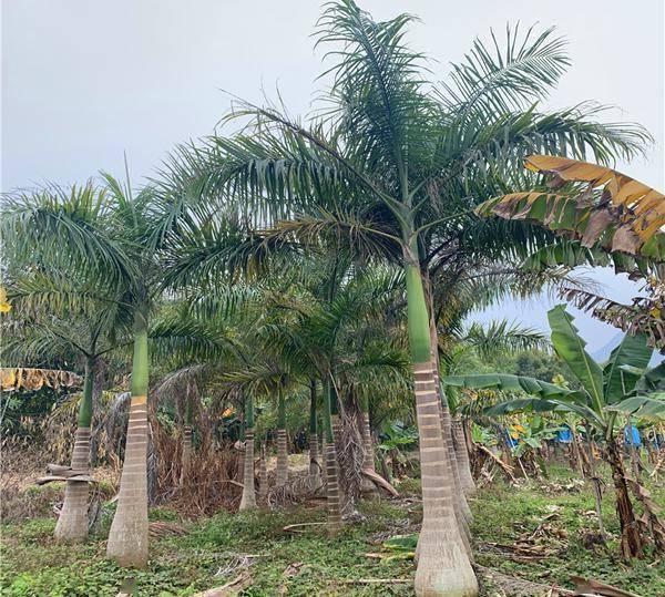 大王椰子树有什么作用?