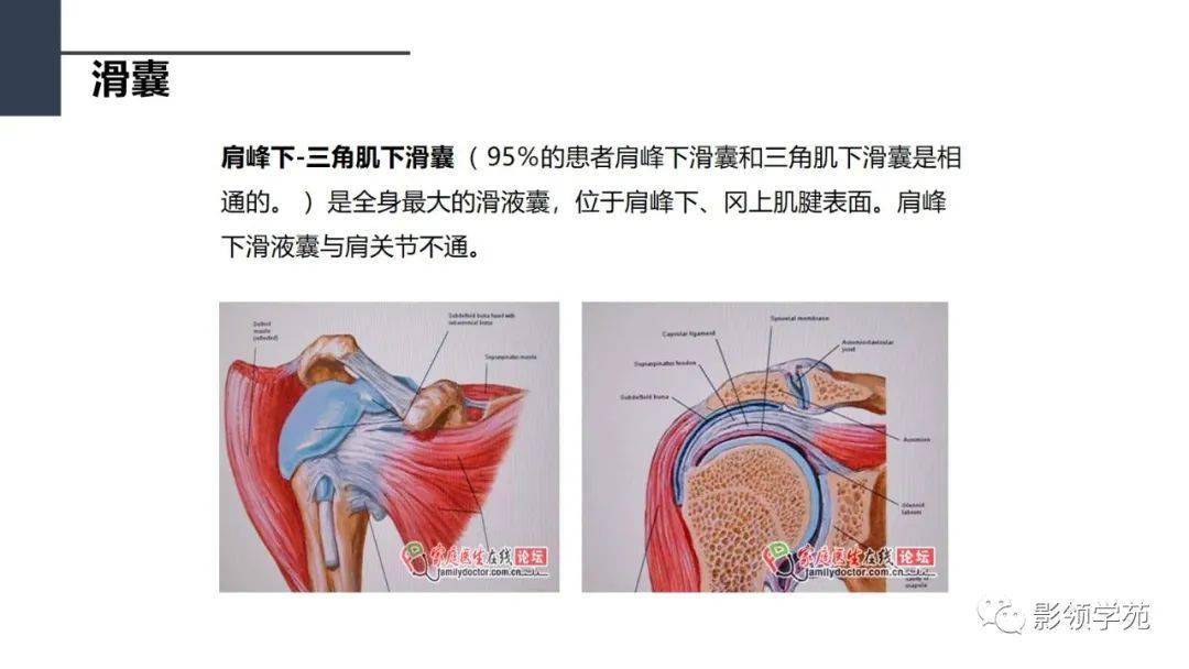 肩关节解剖及常见疾病影像表现