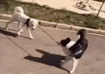 当雪橇三傻之一哈士奇遇上狗界智商no.1的小天才,真是不服都不行.