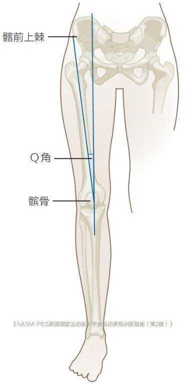 髂前上棘到髌骨中点的线,第二条线是从髌骨中点开始通过胫骨结节的线