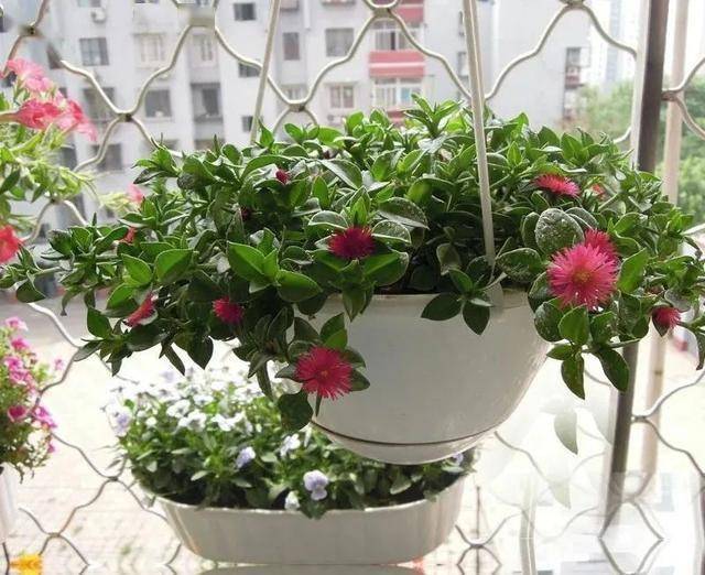种花怎么做 651b87eb0ad0472ca01e5f591b668f67.jpeg