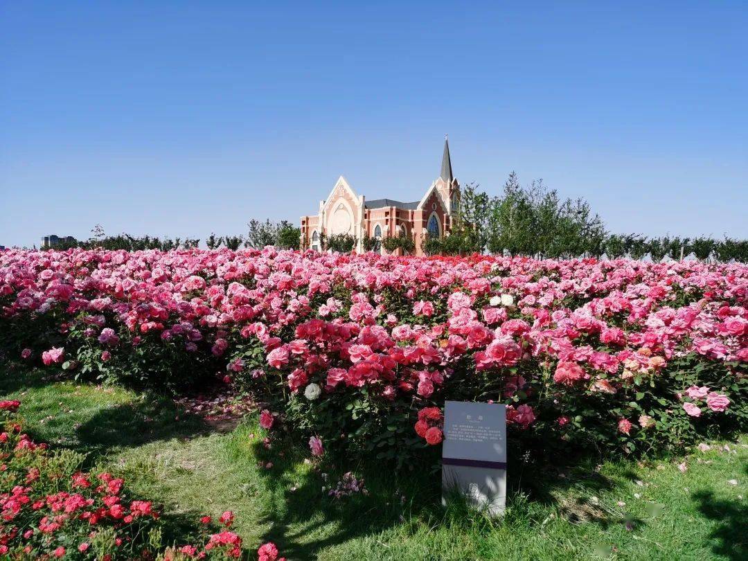 一起走进植物王国——九州洼月季公园,探索植物奥秘,学习与聊城有关的