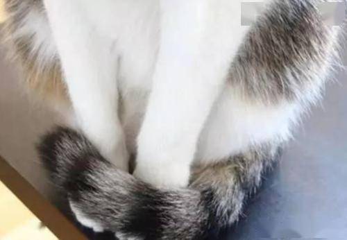 梦境与现实,拥抱黑白色猫咪的深层寓意 梦境与现实,拥抱黑白色猫咪的深层寓意