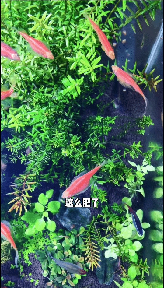 巨型红斑马你有见过吗？人品大爆发我养的斑马超级肥！