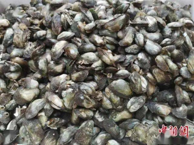 台山石夹螺饭尽显独特海味魅力睇见流口水