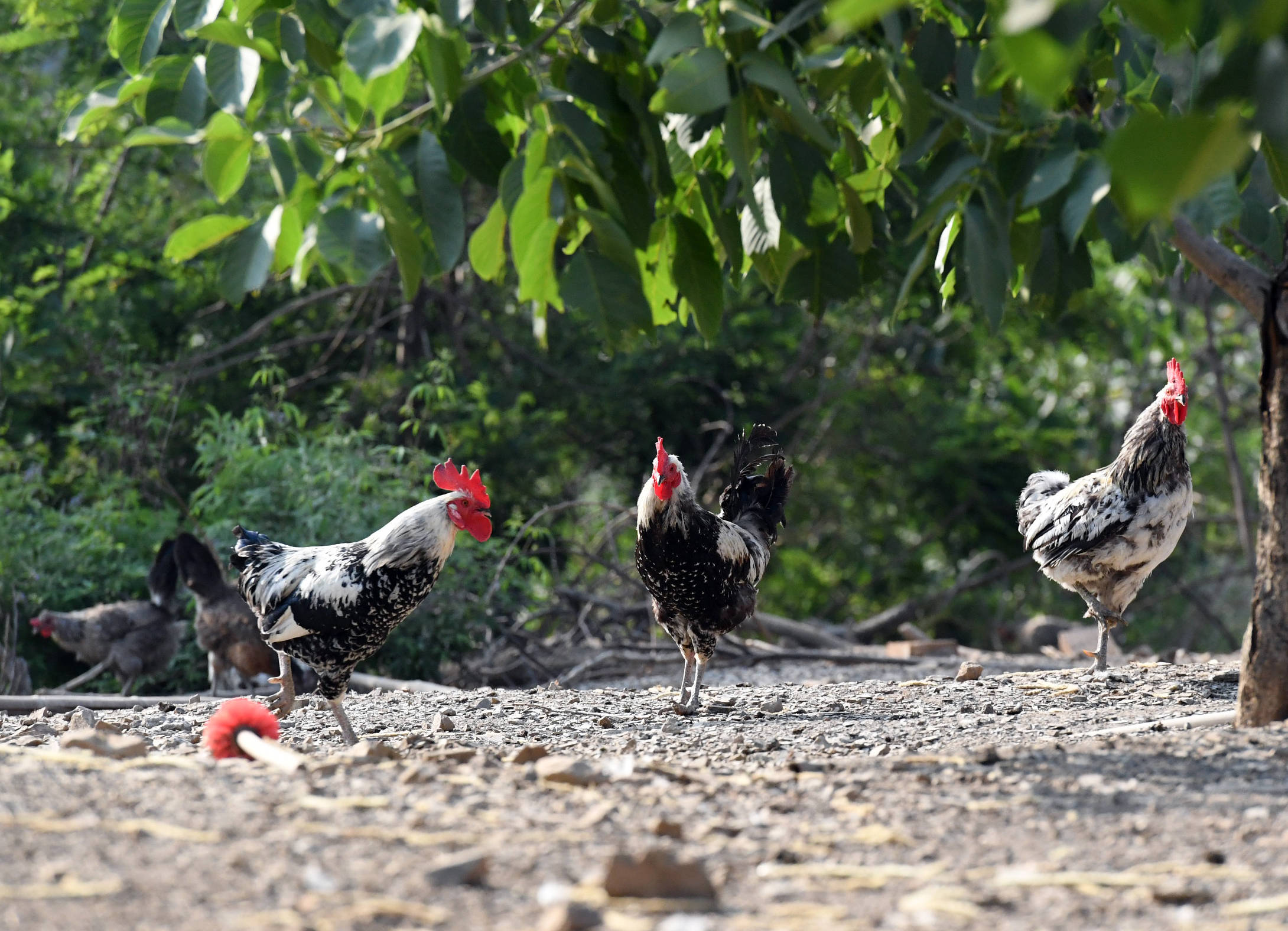 6月19日,在天津东山鹊山鸡养殖专业合作社的养殖基地,鹊山鸡在林间