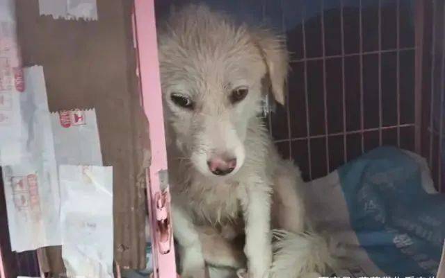 台风天土狗被主人关屋外,淋雨冷到浑身发抖,跟宠物狗待遇差太远