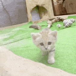 沙漠猫的幼崽也太奶了吧！现在不吸以后就吸不动啦！