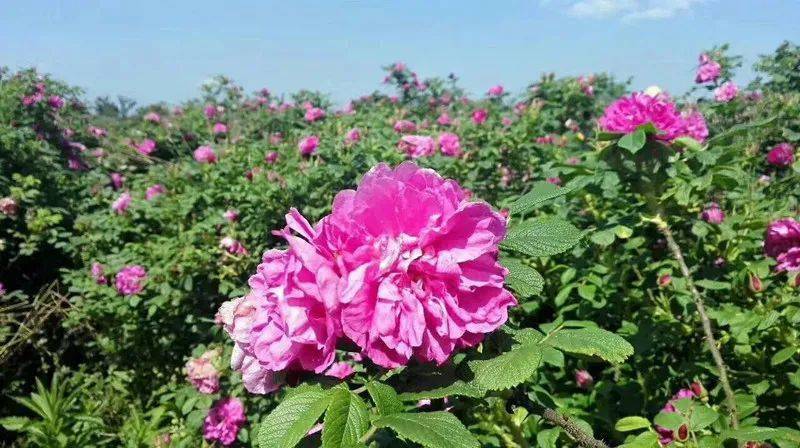 天台也有大马士革玫瑰花种植园了这个夏天让玫瑰花带给您满满的幸福感