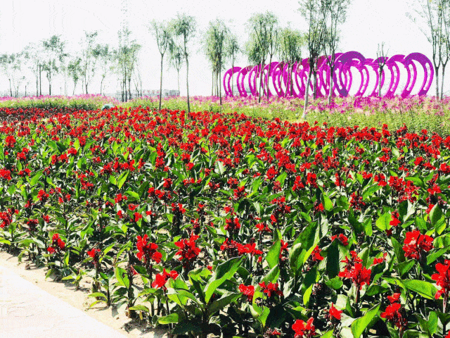 花团锦簇,美艳极了~~ 受疫情影响 人们外出旅游享受大美时光的机会被