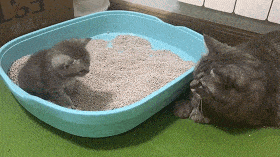 0adc04680d804fef8ac6484b708b84c6.gif