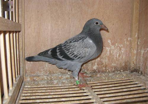 自由飞翔的鸽子 30defab6e76249afa7a557ded0d89ac2.jpeg