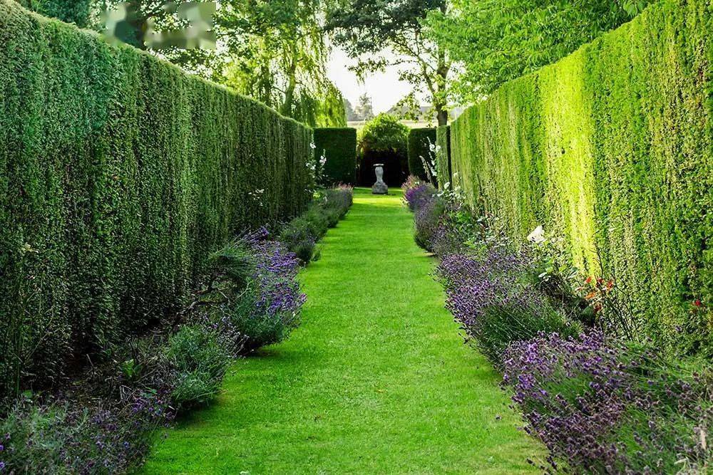 8款适合做围墙的树,通风又美观的庭院绿篱