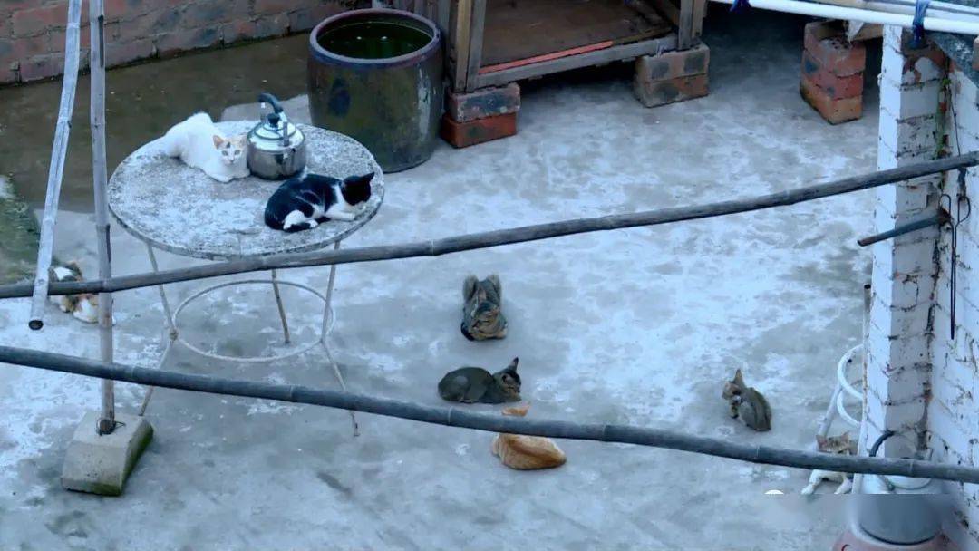 用水将猫淋晕后压入水池淹死…市民拍下南宁老汉天台杀猫全程