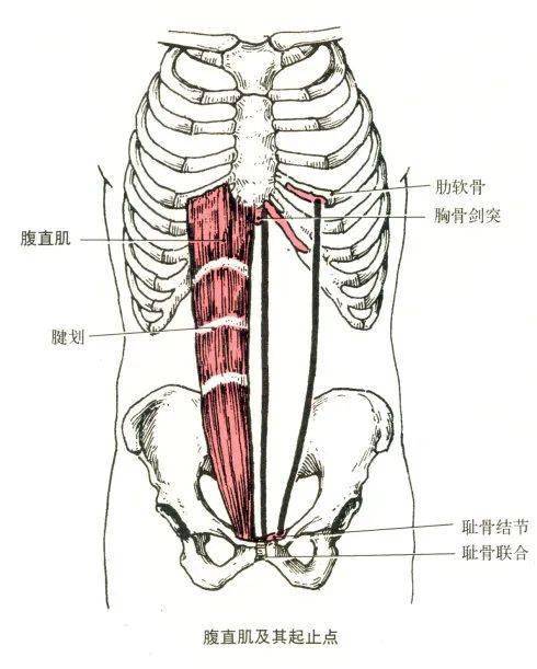 止点:胸骨剑突及第5～7肋软骨前面.